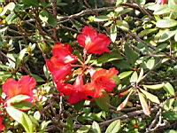 Rhododendron Hybride Elisabeth (fam. Ericacees) (Aberconway 1933) (02) (Photo F. Mrugala)